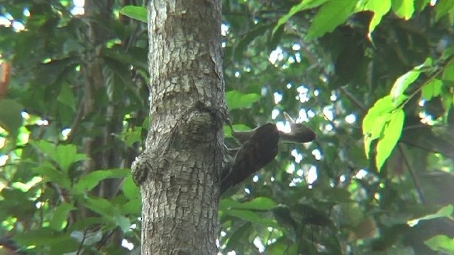 Orange-backed Woodpecker - ML204743781
