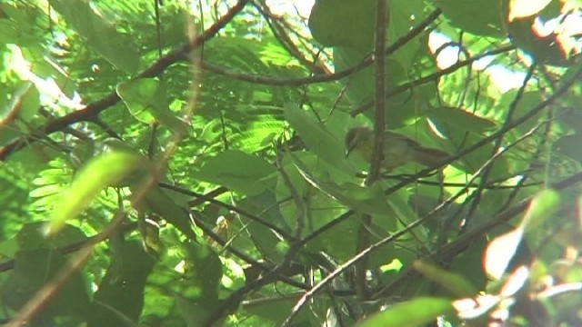 Pin-striped Tit-Babbler (Pin-striped) - ML204743811