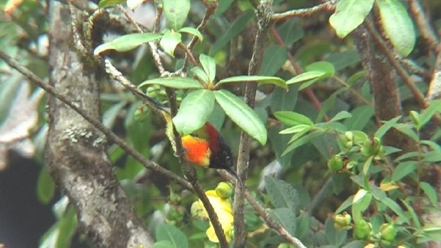 Green-tailed Sunbird - ML204743841