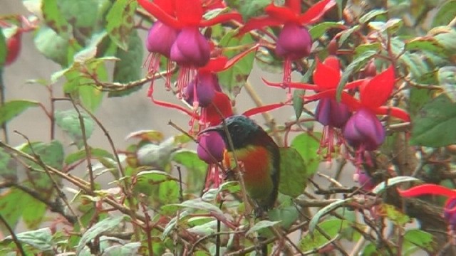 Green-tailed Sunbird - Yoel jimenez
