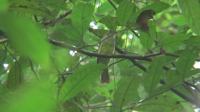 Hairy-backed Bulbul - ML204743871