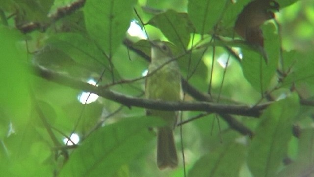 Hairy-backed Bulbul - ML204743891