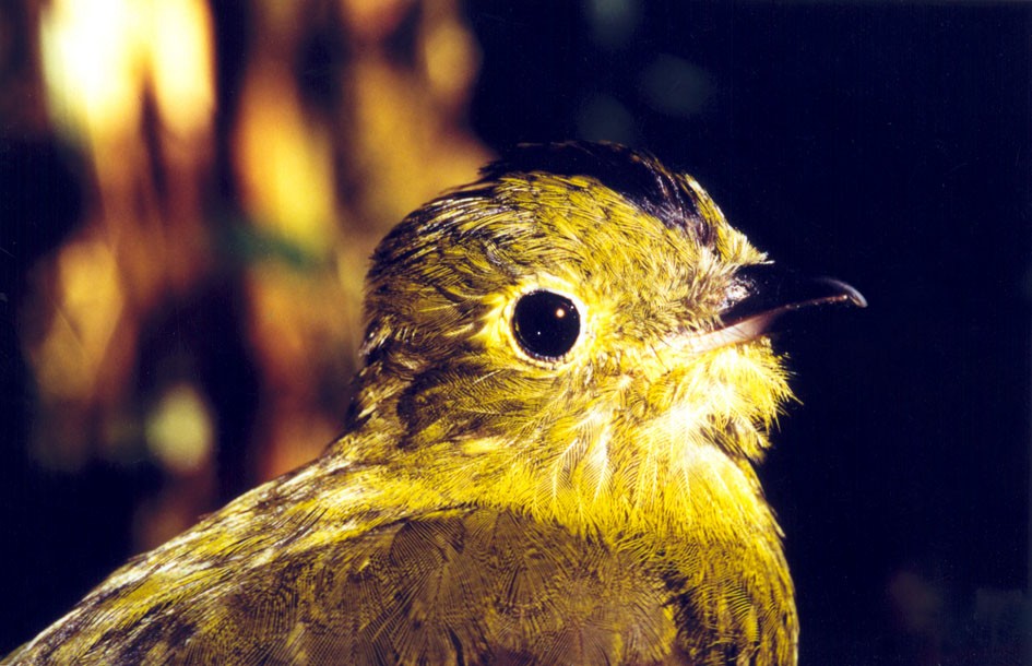 Olivaceous Piha - ML204744031