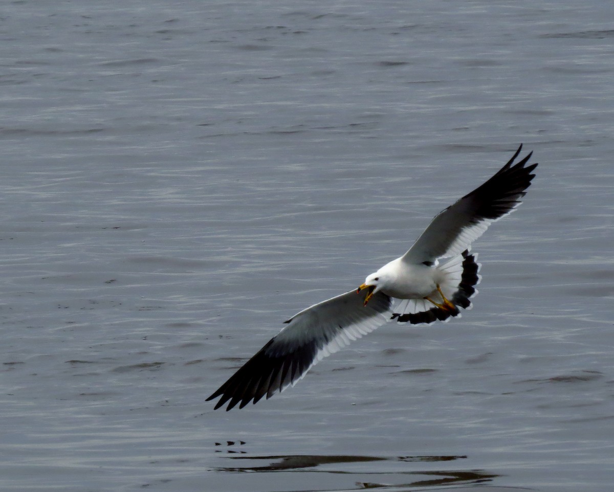 Olrog's Gull - ML204744101