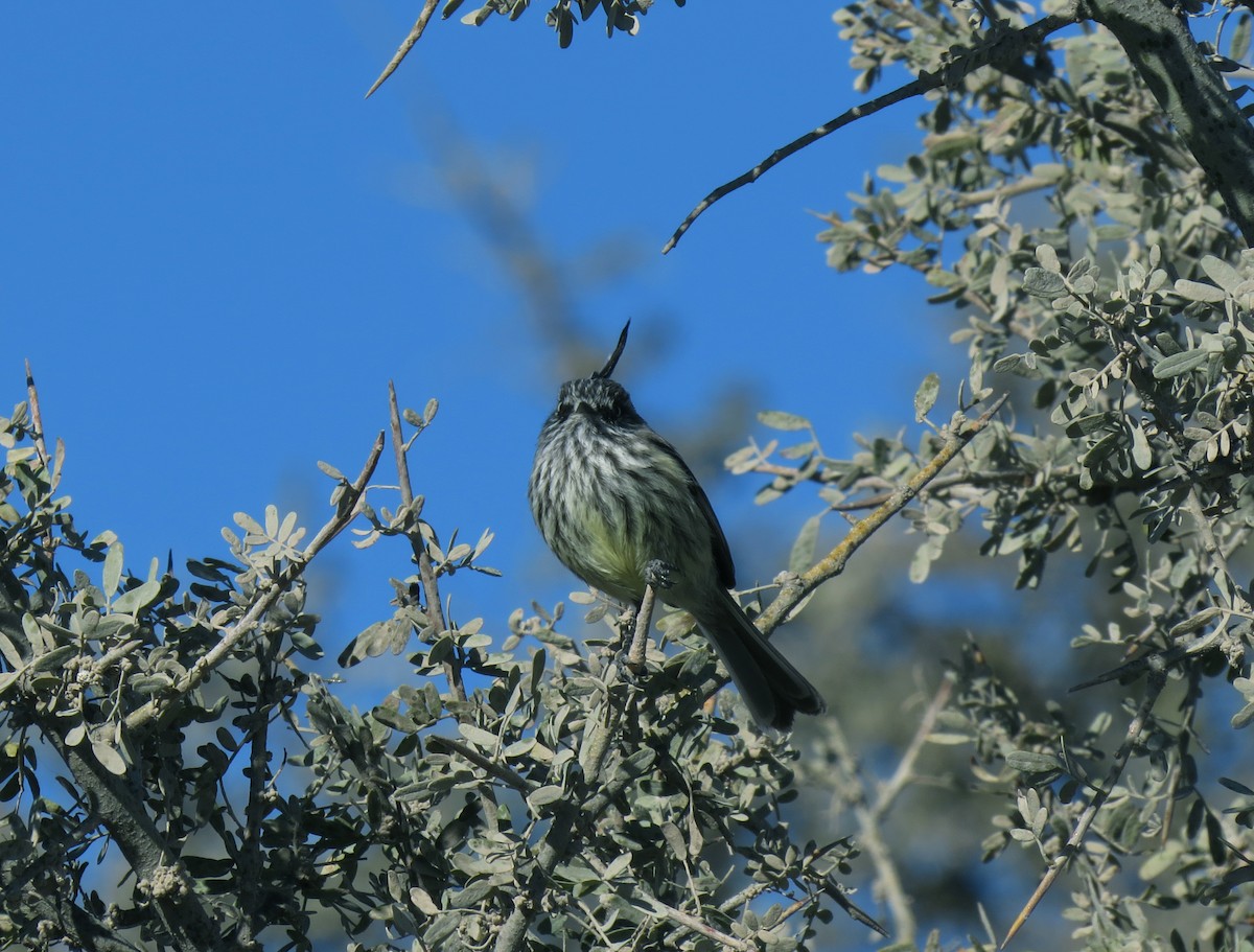 Tufted Tit-Tyrant - ML204744121