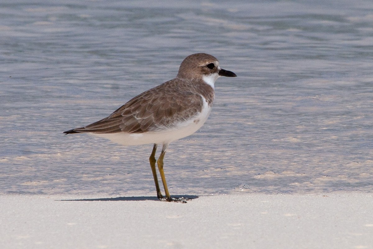 Greater Sand-Plover - ML204744371