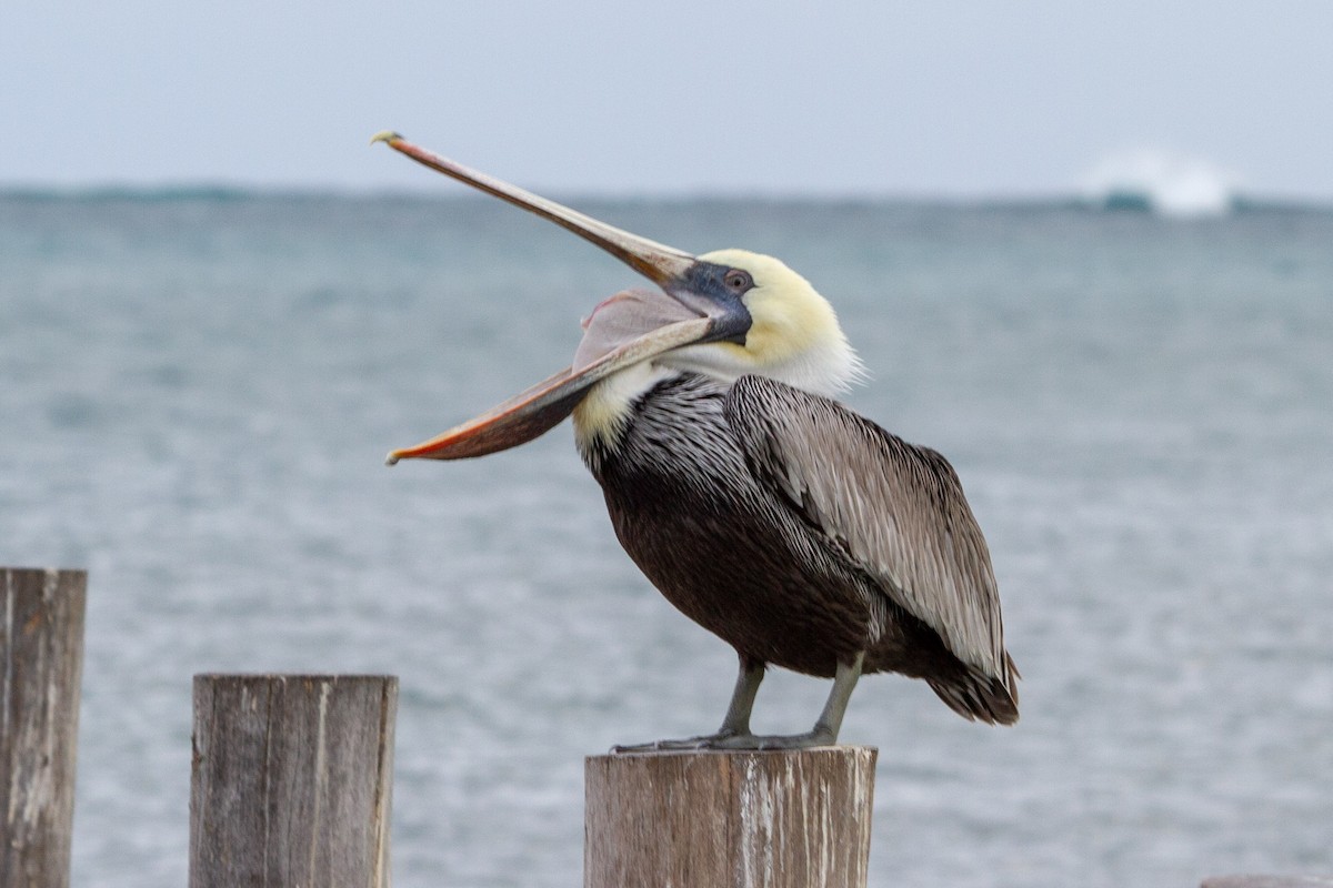 Brown Pelican (Atlantic) - ML204744531