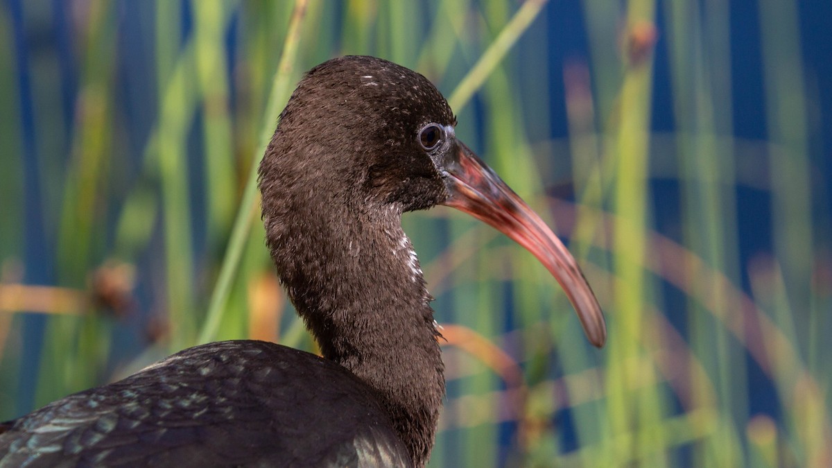 ibis hnědý - ML204744661