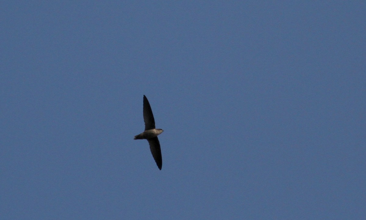 Chimney Swift - Jay McGowan