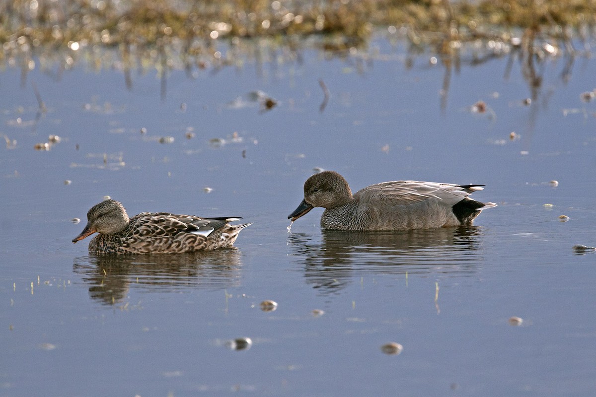 Gadwall - ML204744851