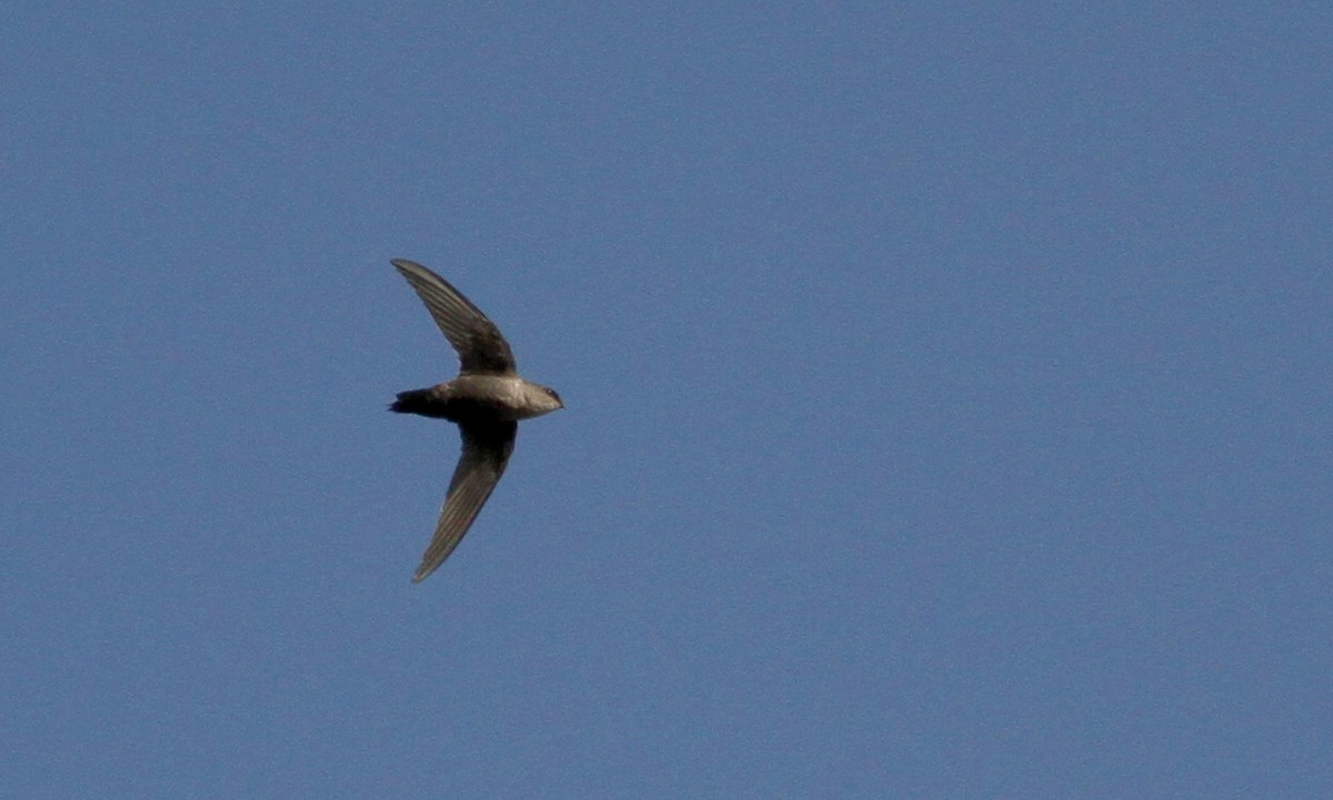 Chimney Swift - ML20474491