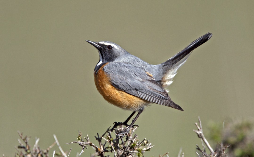 White-throated Robin - Hans Petter Kristoffersen