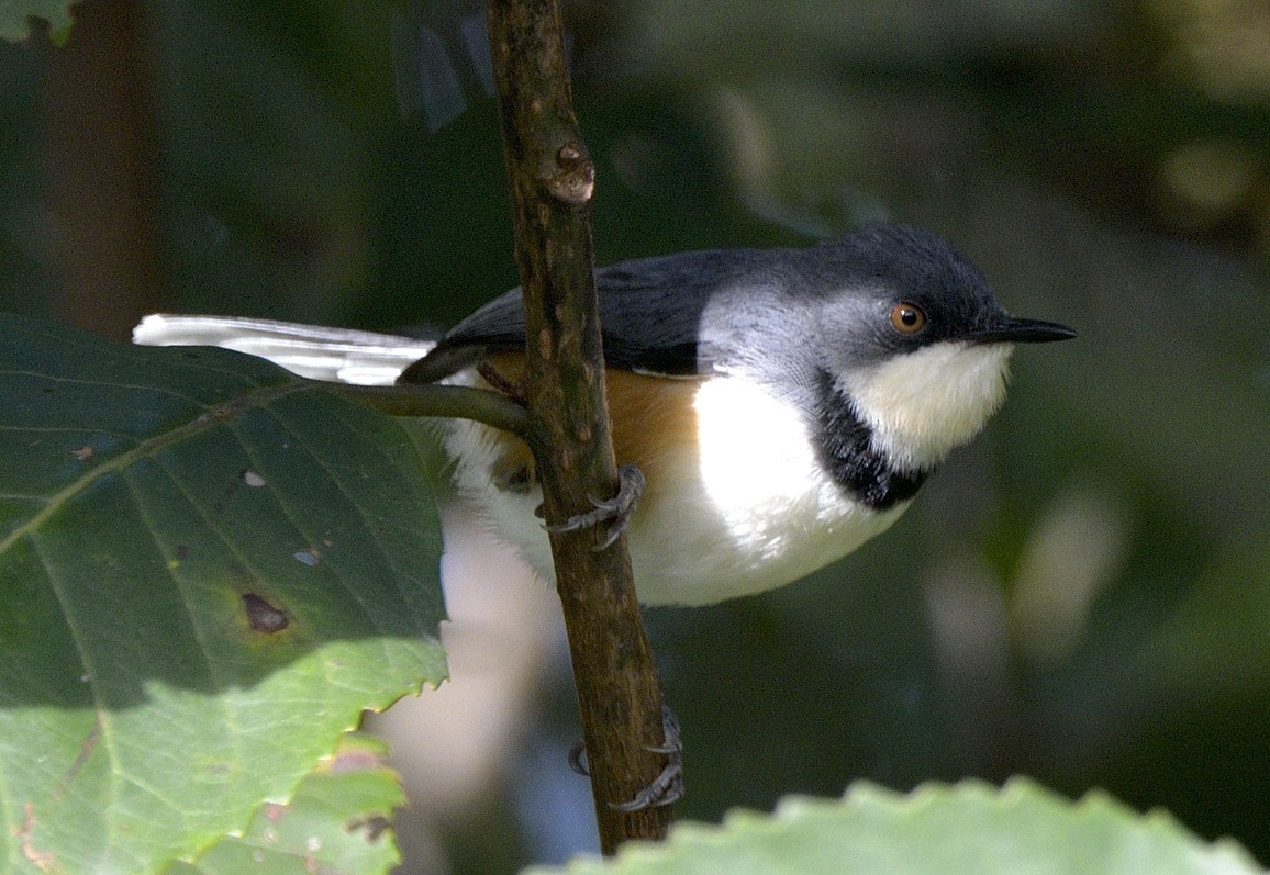 Black-collared Apalis - ML204745411