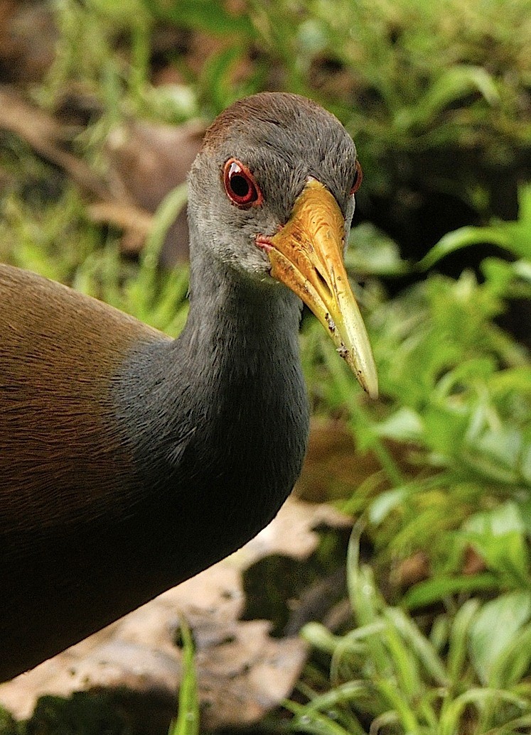 Russet-naped Wood-Rail - Tomáš Grim