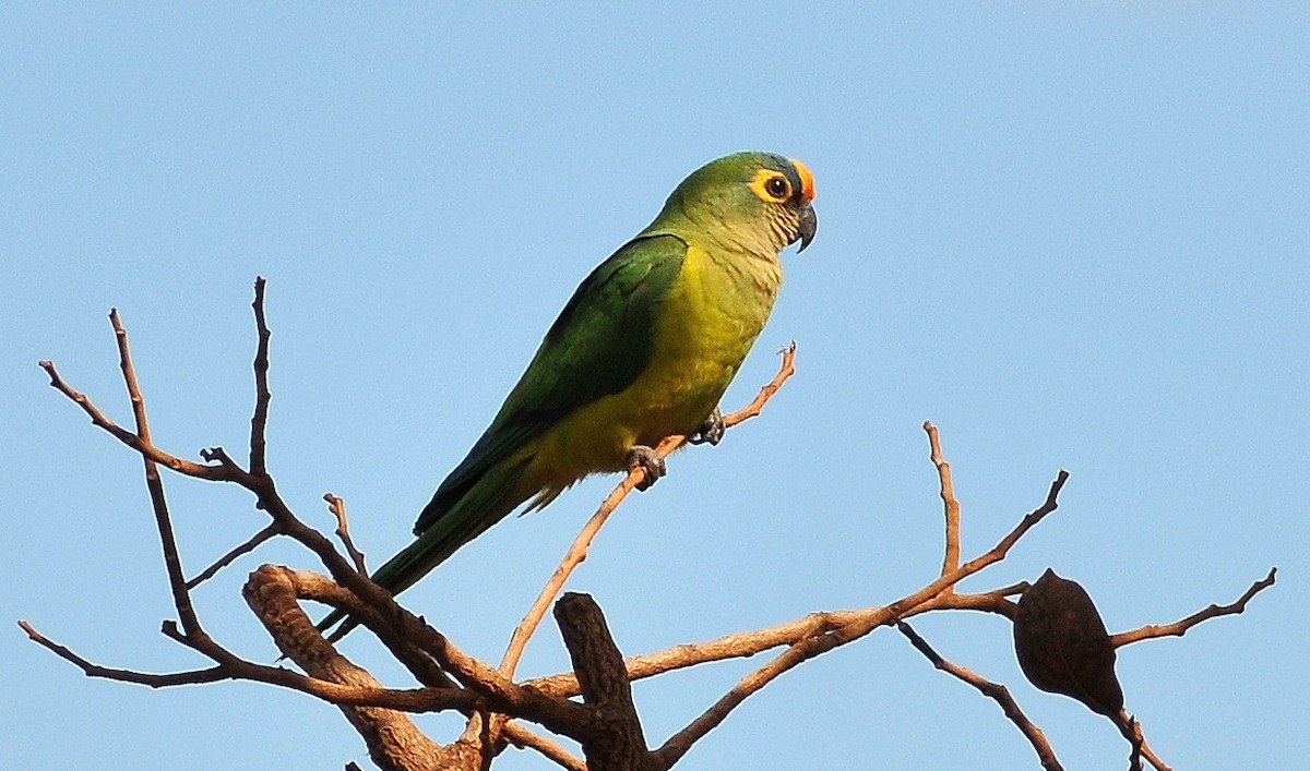 Peach-fronted Parakeet - ML204745481