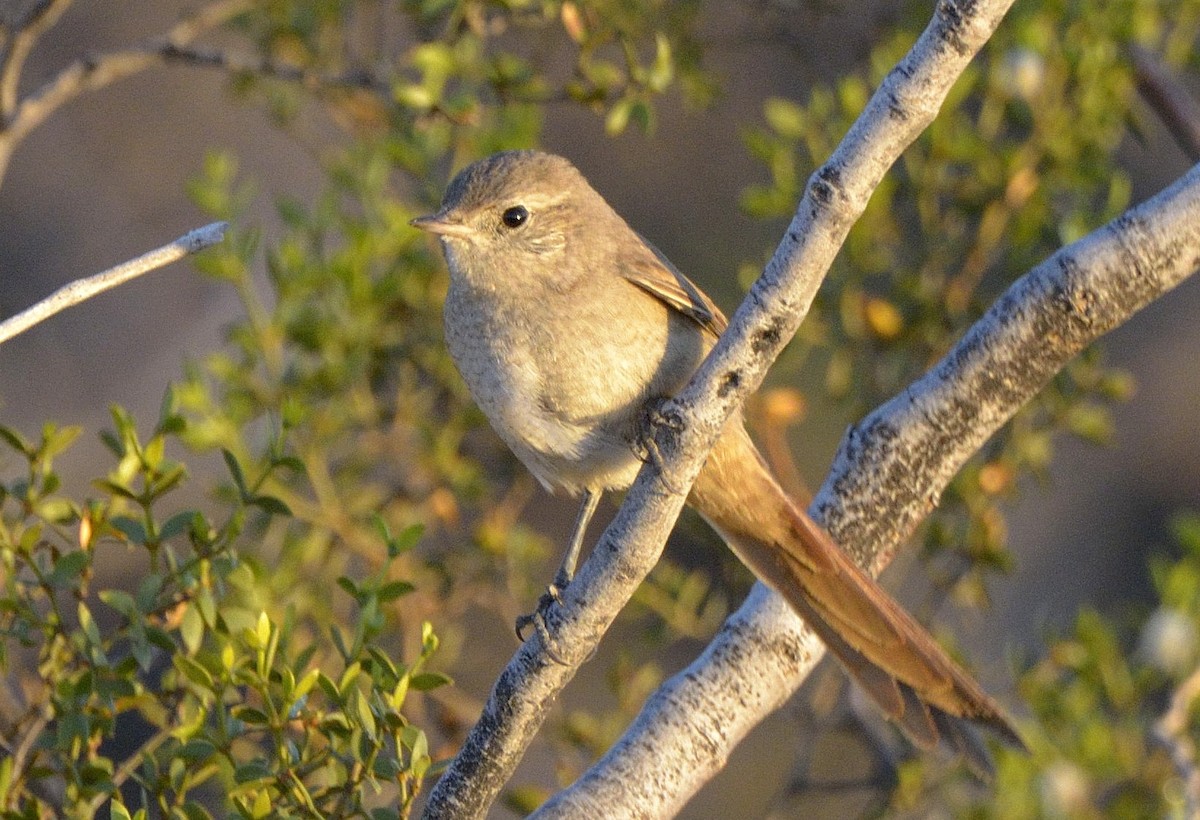 Sharp-billed Canastero - ML204745621