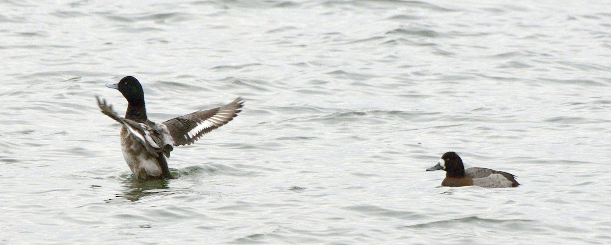 Greater Scaup - ML204745641