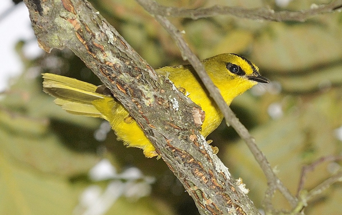 Black-crested Warbler - ML204745681