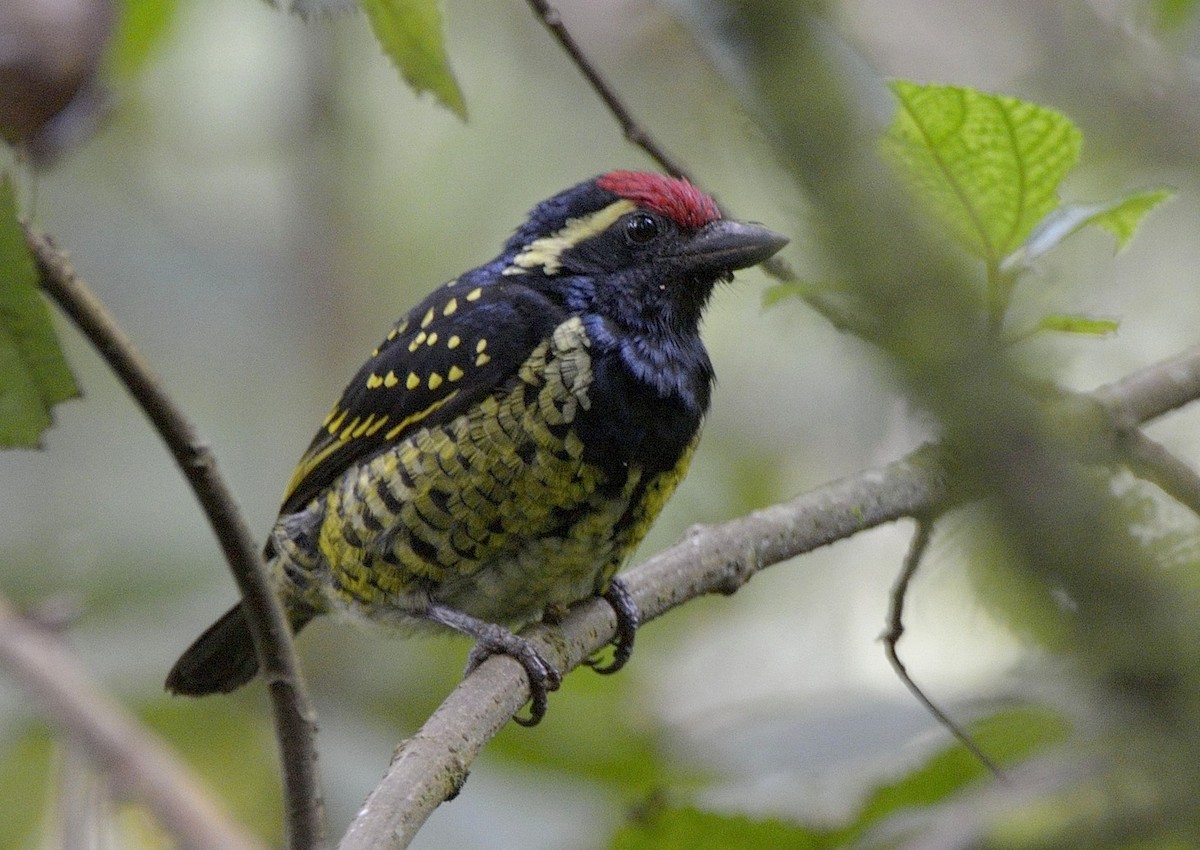 Sarı Benekli Barbet - ML204745771