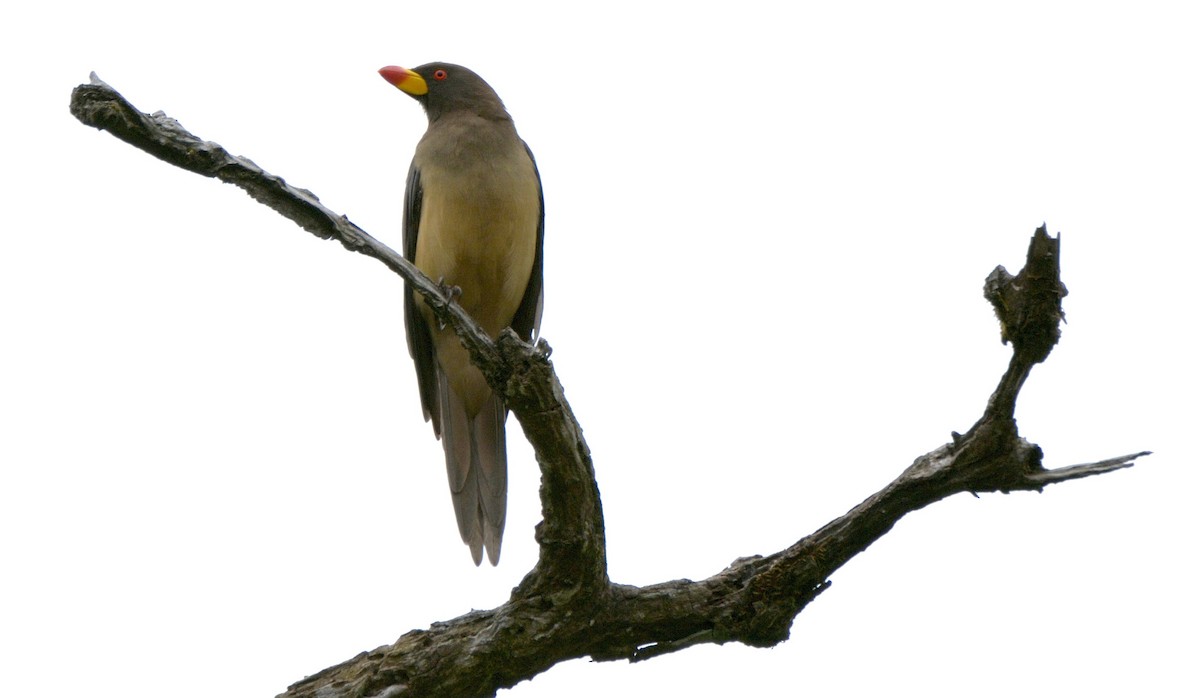 Yellow-billed Oxpecker - Tomáš Grim