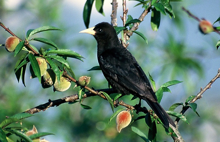 Red-rumped Cacique - ML204745881