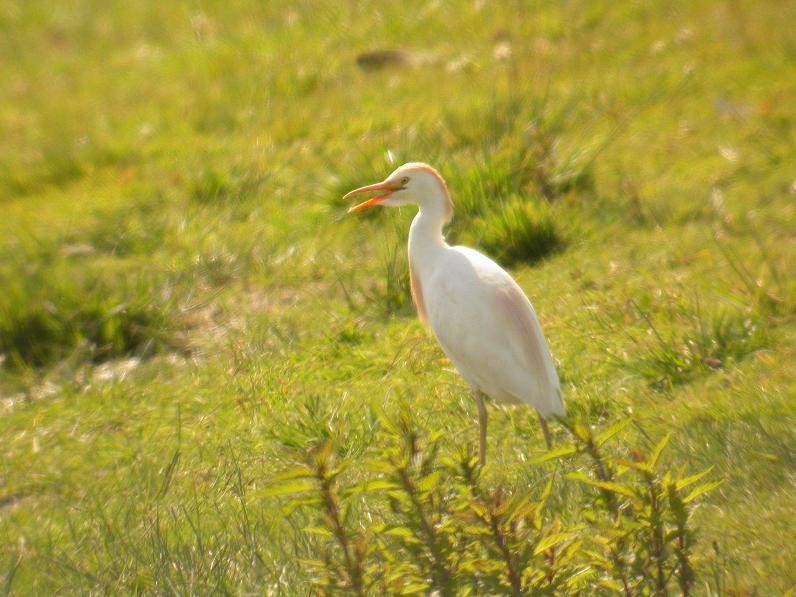Western Cattle-Egret - ML204746021