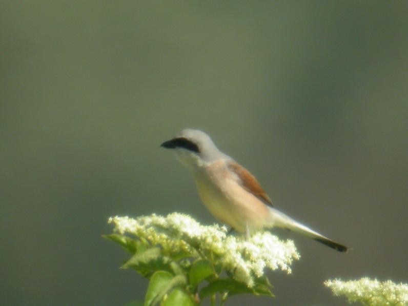 Red-backed Shrike - ML204746031