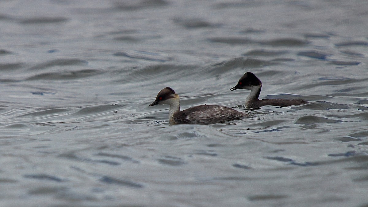 Silvery Grebe (Andean) - ML204746081