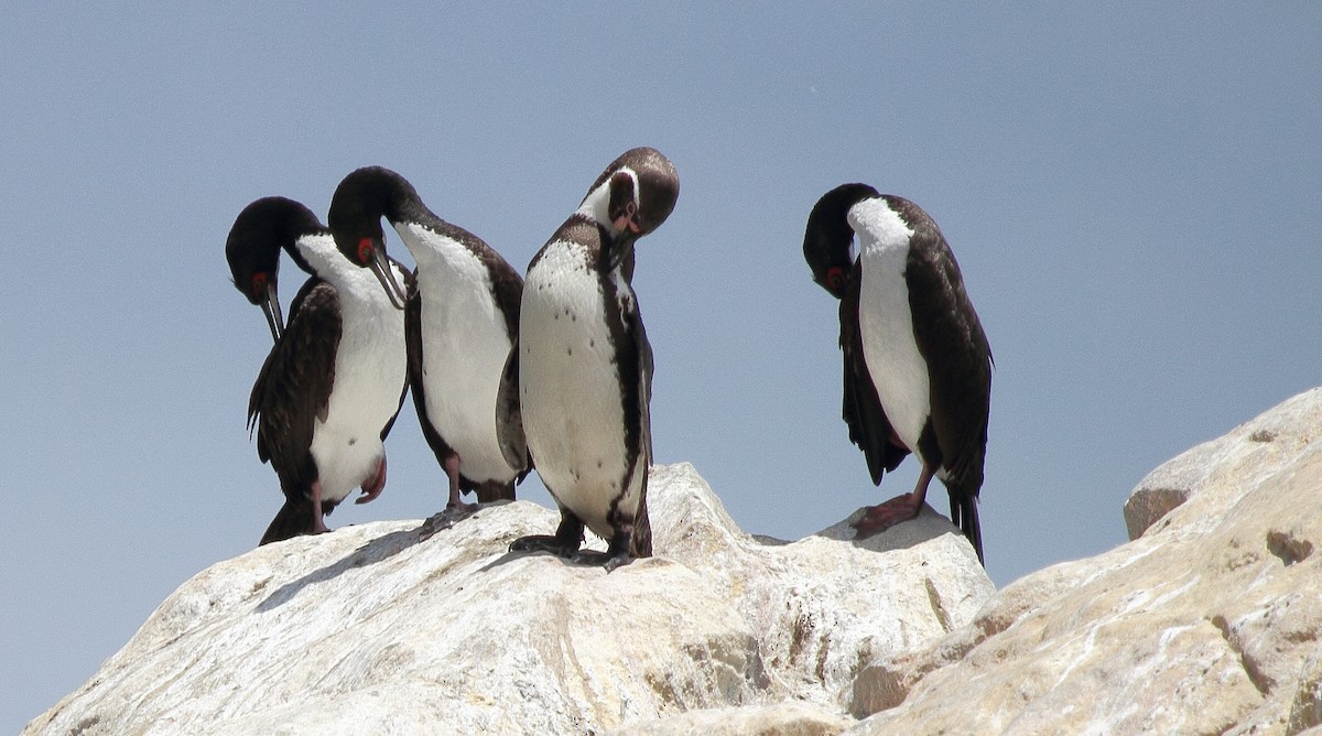 Humboldt Penguin - ML204746091