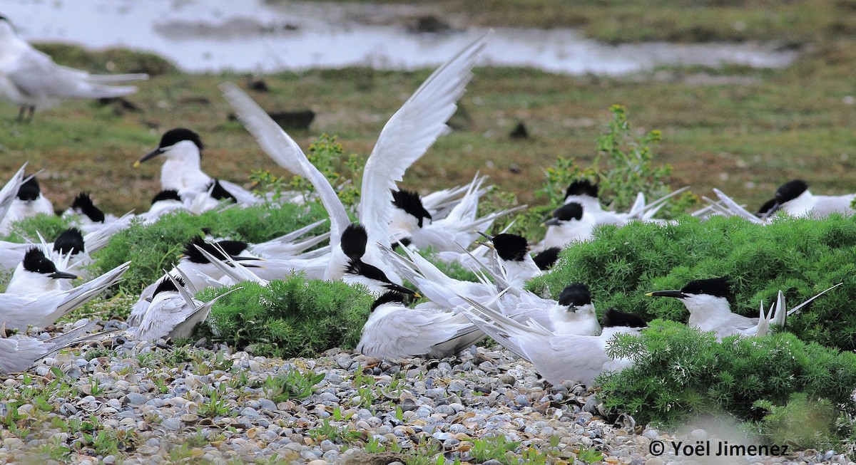 Sandwich Tern - ML204746131