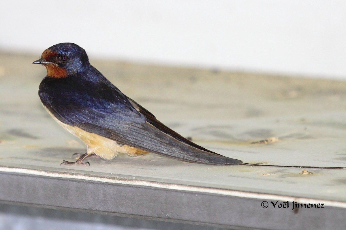 Barn Swallow - ML204746201