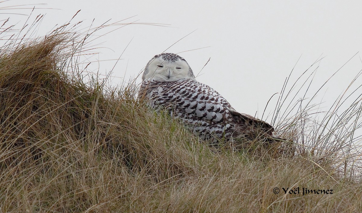 Snowy Owl - ML204746281