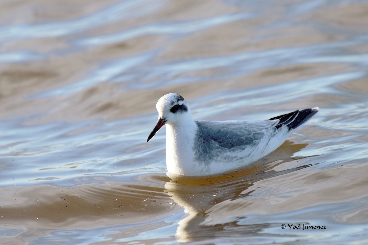 Red Phalarope - ML204746291