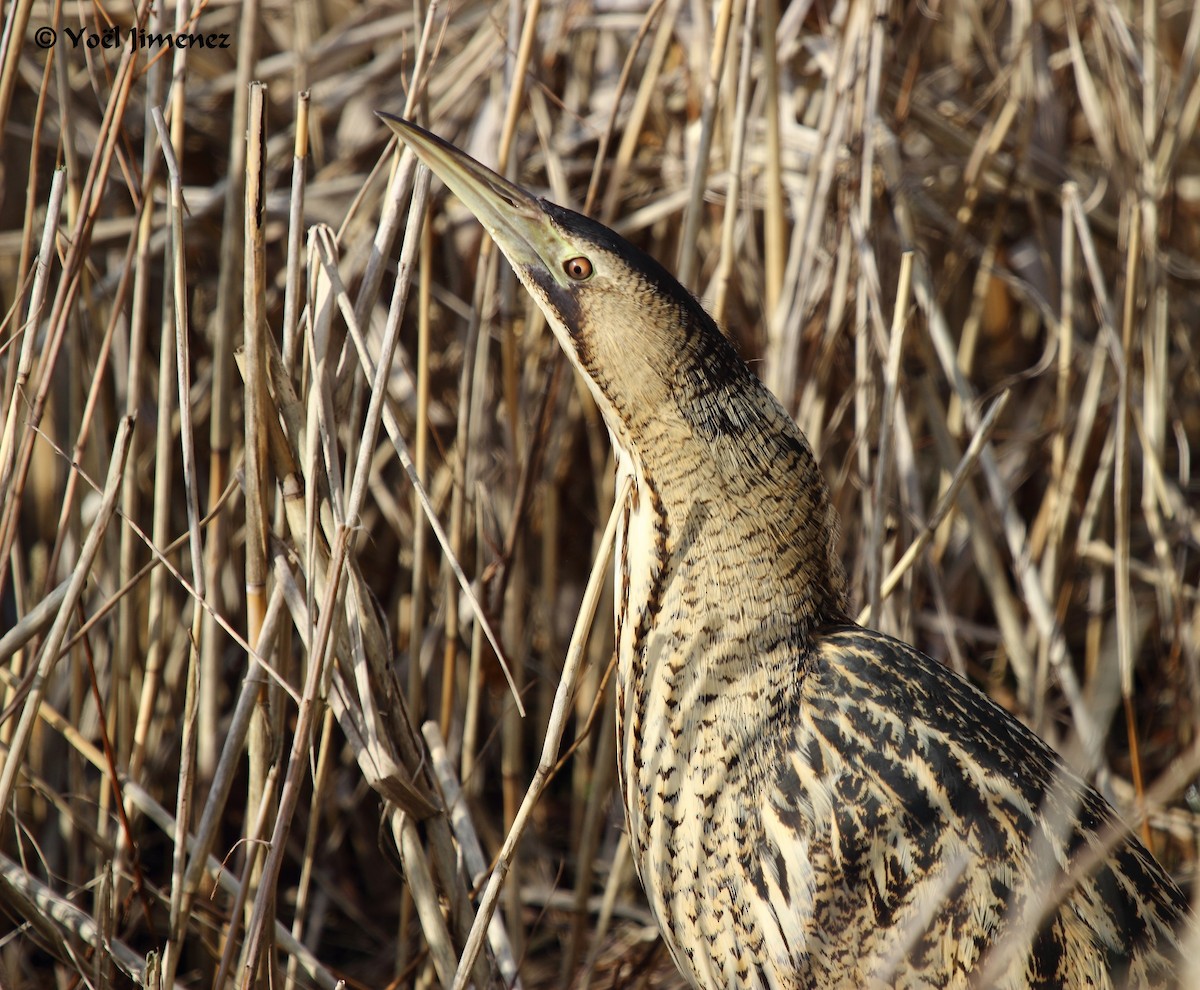 Great Bittern - Yoel jimenez