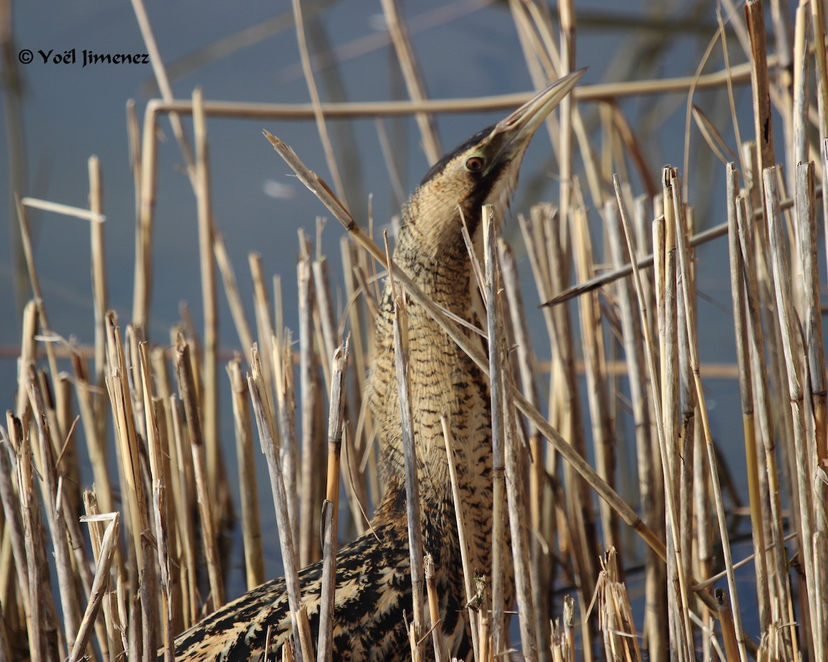 Eurasian Bittern - ML204746361