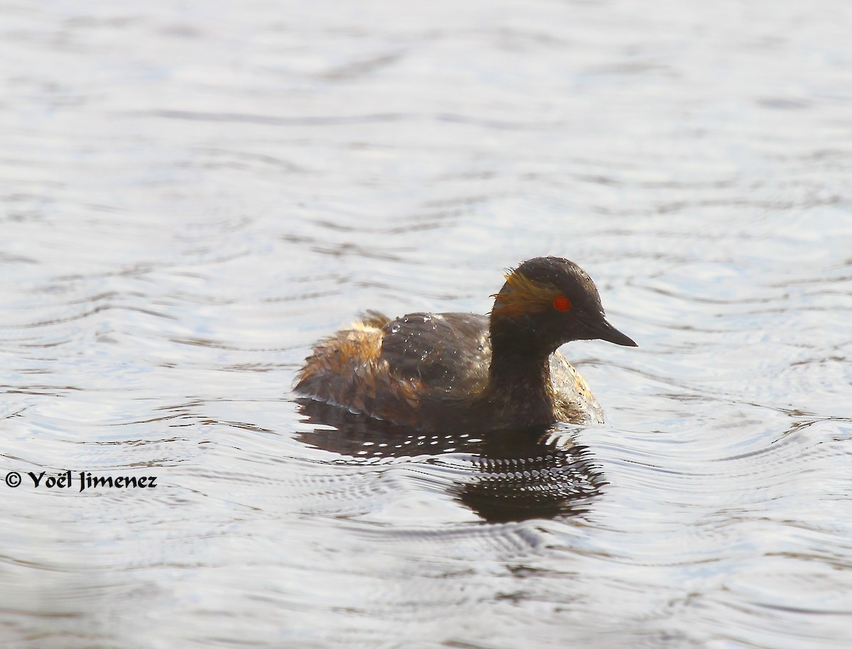 Eared Grebe - ML204746401