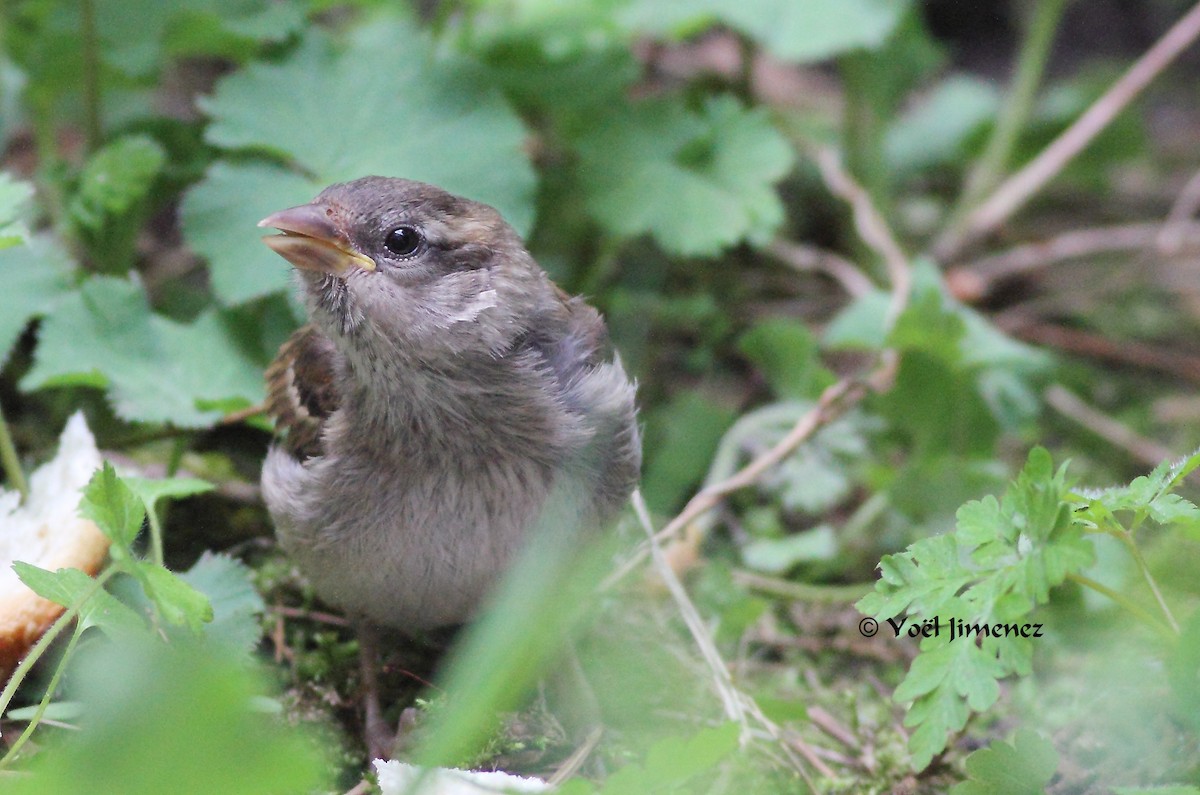 Moineau domestique - ML204746411