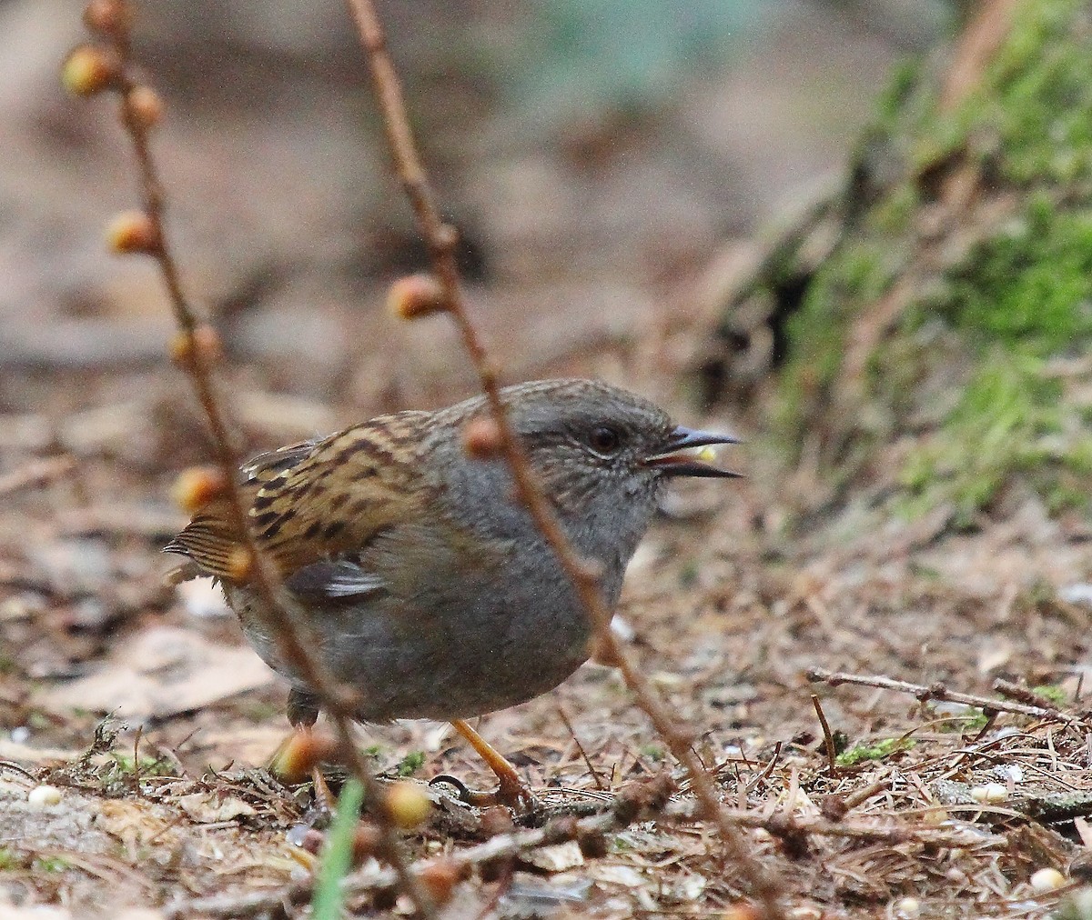 Dunnock - ML204746421