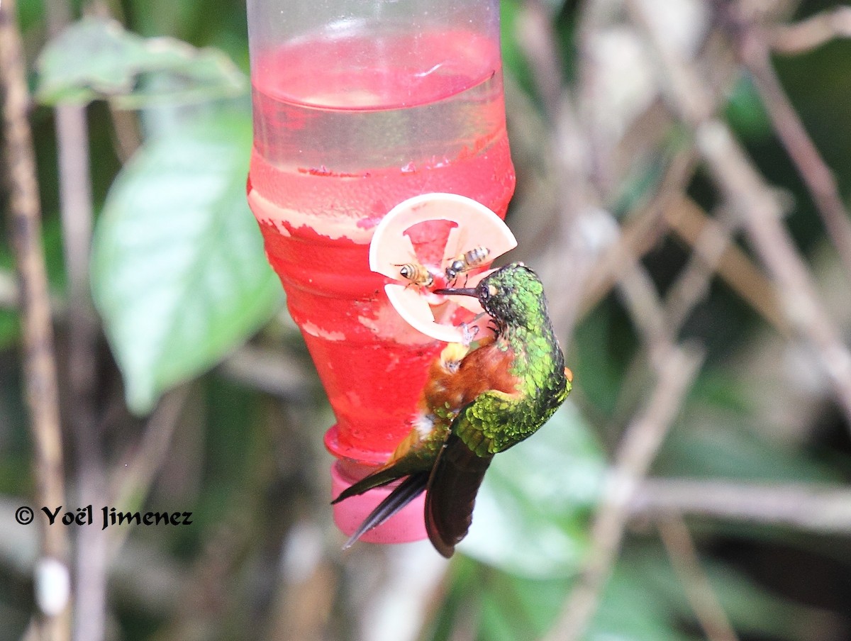 Colibrí Pechirrojo - ML204746491