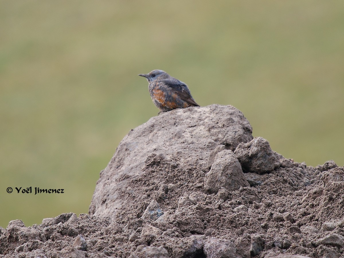 Rufous-tailed Rock-Thrush - ML204746501