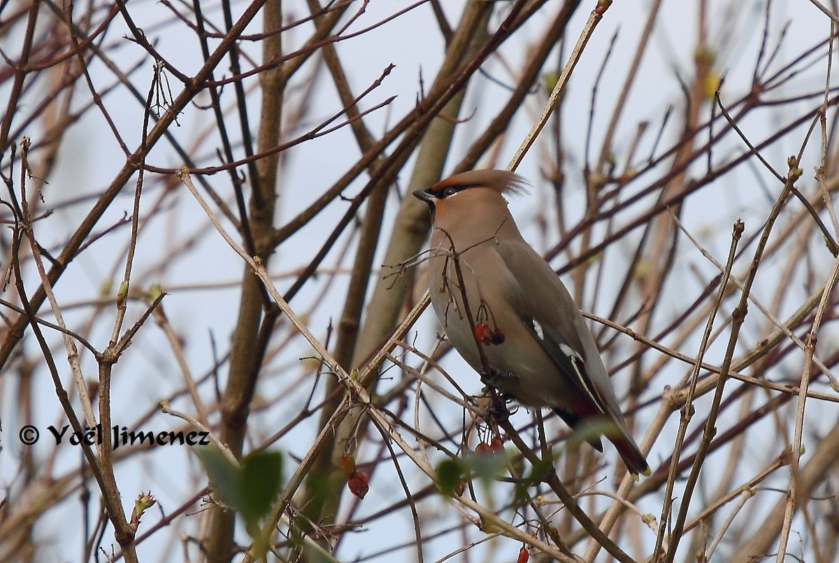 Bohemian Waxwing - ML204746511