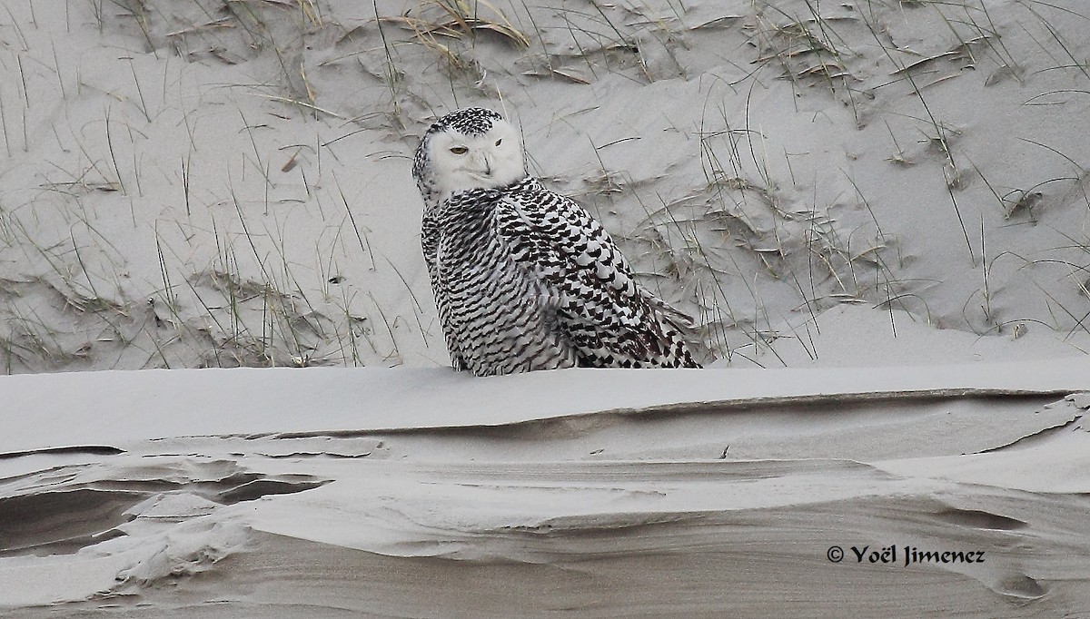Snowy Owl - ML204746521