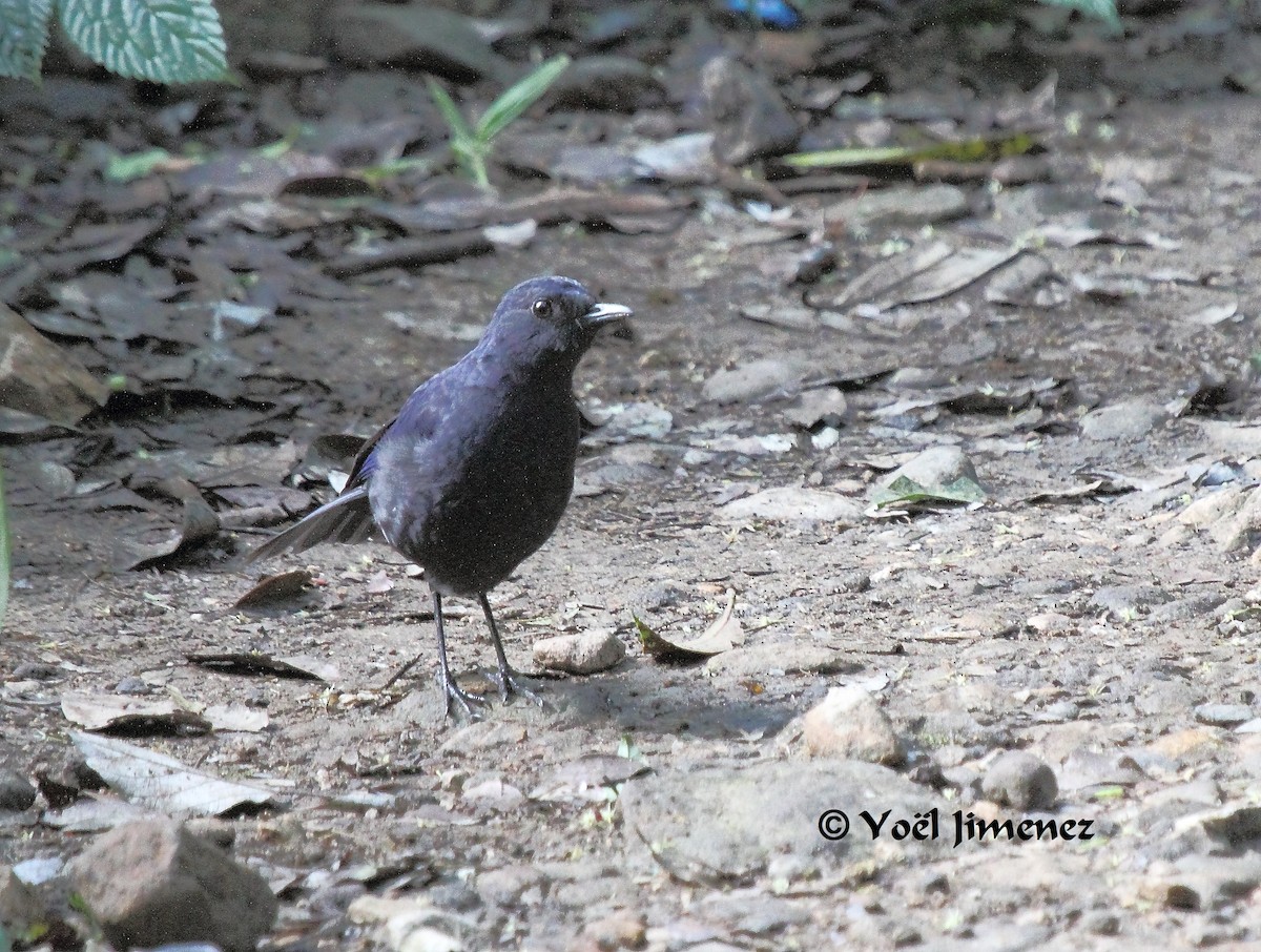 Javan Whistling-Thrush - ML204746561