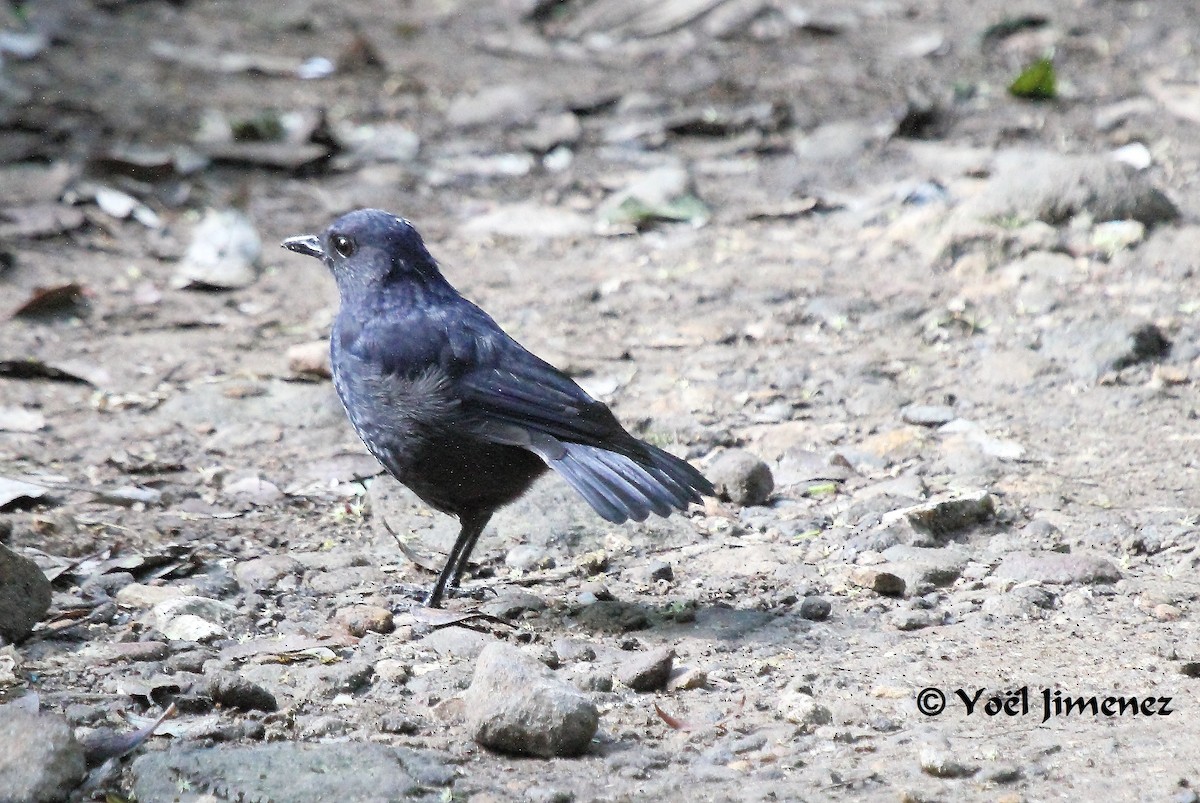 Javan Whistling-Thrush - ML204746571