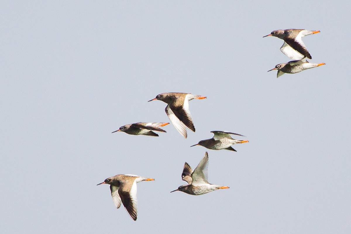 Common Redshank - ML204746651