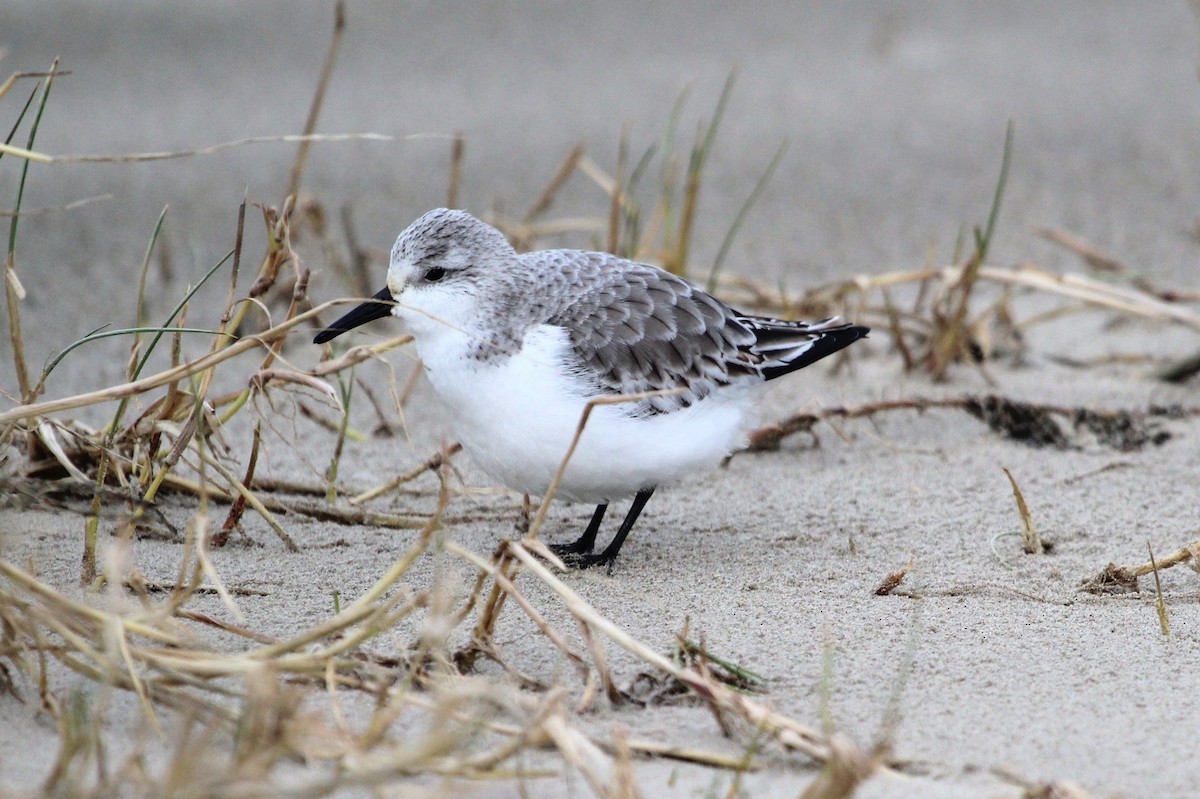 Sanderling - ML204746681