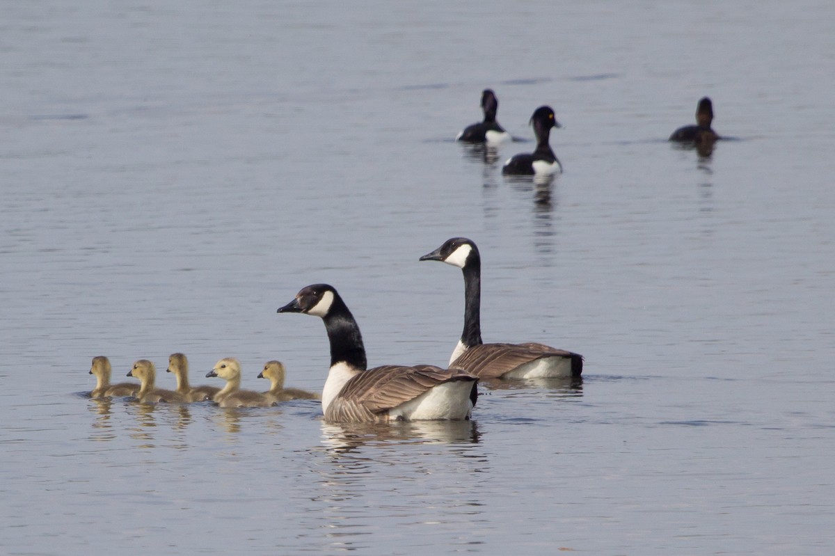 Canada Goose - ML204746711