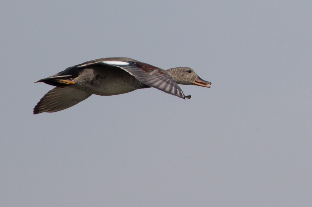 Gadwall - ML204746741