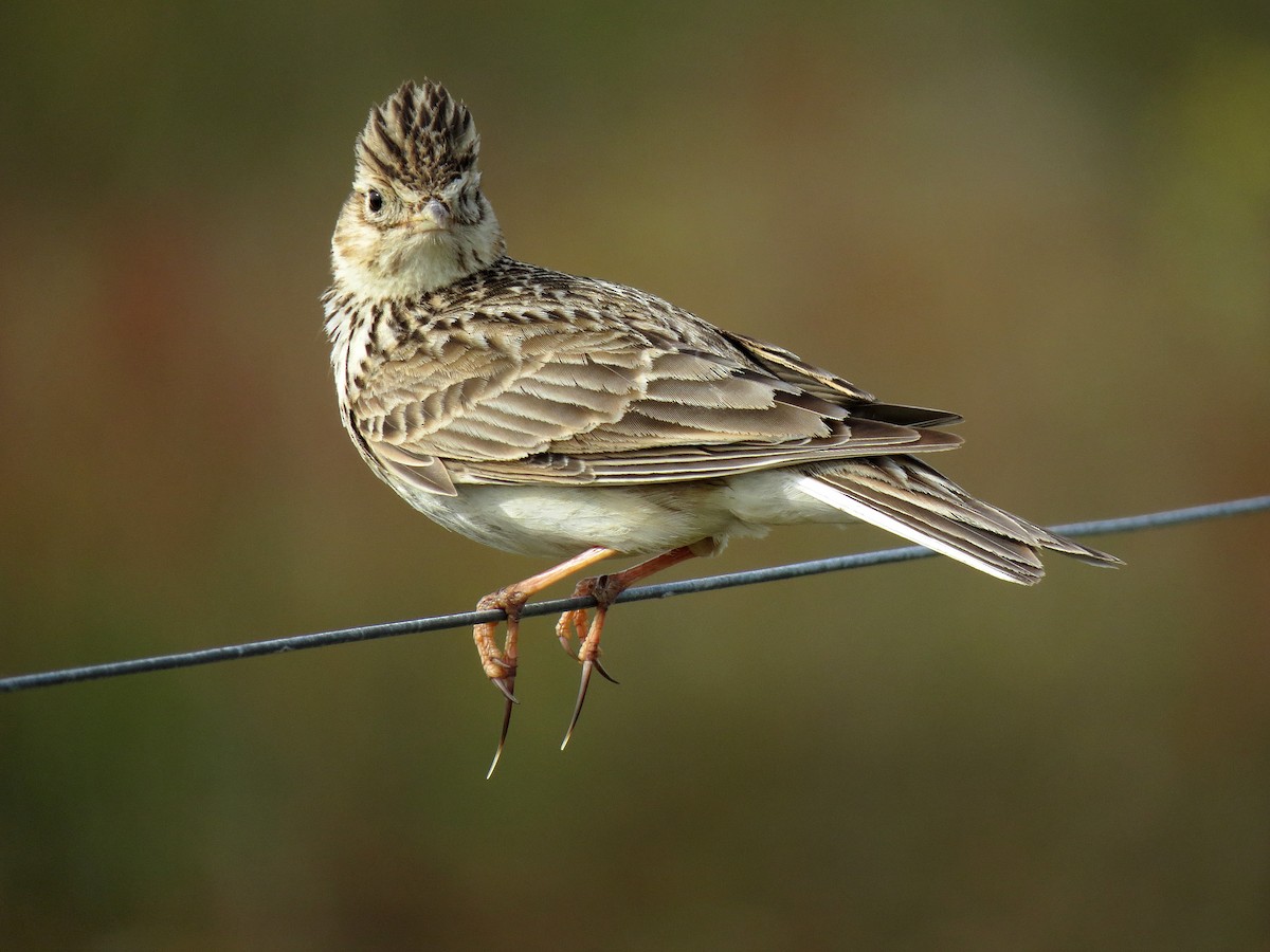Eurasian Skylark - Nick Smith