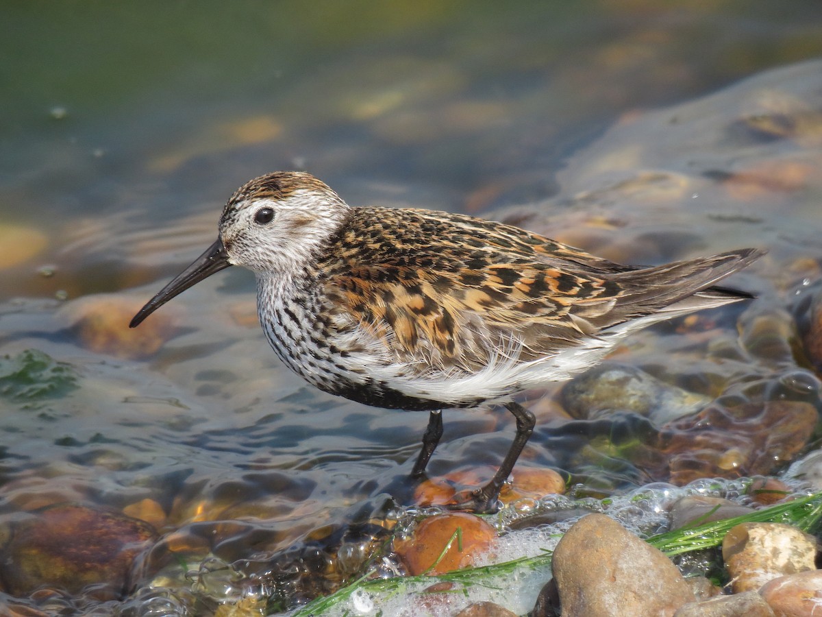 Dunlin (alpina/centralis) - Nick Smith